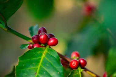 Yakın hasat zamanı kırmızı kahve tohumu robusta arabica üzümü, kahve çiftliği hasadı. Kahve tohumu olgunlaşmış kırmızı böğürtlen tohum ekin yeşil eko organik çiftlik yeşil arka planda kahve ağacı yetiştirin