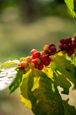 Yakın hasat zamanı kırmızı kahve tohumu robusta arabica üzümü, kahve çiftliği hasadı. Kahve tohumu olgunlaşmış kırmızı böğürtlen tohum ekin yeşil eko organik çiftlik yeşil arka planda kahve ağacı yetiştirin