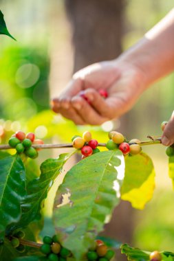 Yakın el hasadı kırmızı kahve tohumu robusta arabica üzümü, kahve çiftliği hasadı. Eller kahve hasadı yapar. Kırmızı böğürtlen eker. Yeşil eko organik çiftlikte taze tohum ağacı yetişir.