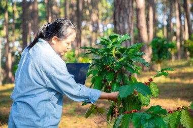 Kahve çekirdeğini hasat et olgunlaşmış kırmızı böğürtlen dizüstü bilgisayarda kalite kontrollü kahve ağacını kontrol et. Akıllı çiftçi yeşil kahve çiftliğinde dizüstü bilgisayar kullanıyor sürdürülebilir kalite kontrol tarım teknolojisi