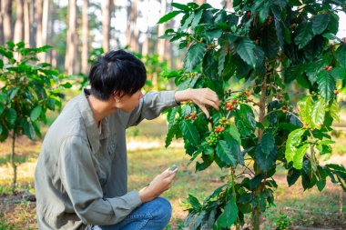 Kahve çekirdeğini hasat et olgunlaşmış kırmızı böğürtlen dizüstü bilgisayarda kalite kontrollü kahve ağacını kontrol et. Akıllı çiftçi yeşil kahve çiftliğinde dizüstü bilgisayar kullanıyor sürdürülebilir kalite kontrol tarım teknolojisi