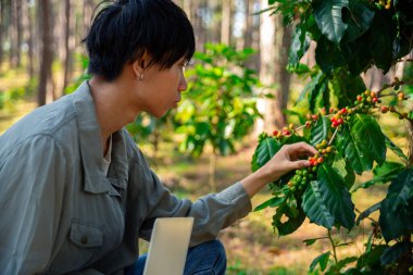 Kahve çekirdeğini hasat et olgunlaşmış kırmızı böğürtlen dizüstü bilgisayarda kalite kontrollü kahve ağacını kontrol et. Akıllı çiftçi yeşil kahve çiftliğinde dizüstü bilgisayar kullanıyor sürdürülebilir kalite kontrol tarım teknolojisi