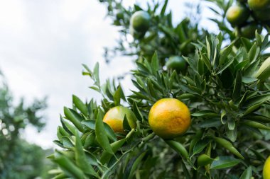 İş dünyasının doğası narenciye bahçesinin etrafında dönüyor. Portakal ağacı büyüyor, canlı, organik yapraklar sersemletici bir zemin oluşturuyor, dallarla dolu gelişen yeşil bir bahçe.