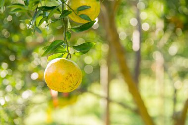 İş dünyasının doğası narenciye bahçesinin etrafında dönüyor. Portakal ağacı büyüyor, canlı, organik yapraklar sersemletici bir zemin oluşturuyor, dallarla dolu gelişen yeşil bir bahçe.
