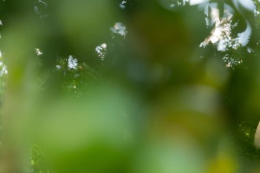 İş konsepti, turunçgil bahçesinin etrafında döner. Portakal ağacı büyür, canlı organik yapraklar sersemletici bir arka plan yaratır. Gelişen olgun dallardan oluşan yeşil bulanık bir bahçe.