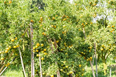 İş dünyasının doğası narenciye bahçesinin etrafında dönüyor. Portakal ağacı büyüyor, canlı, organik yapraklar sersemletici bir zemin oluşturuyor, dallarla dolu gelişen yeşil bir bahçe.