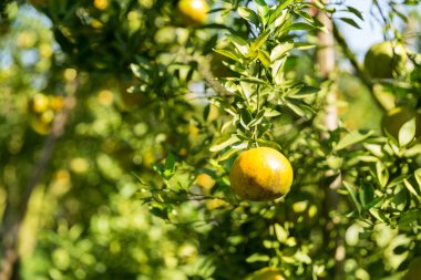 İş dünyasının doğası narenciye bahçesinin etrafında dönüyor. Portakal ağacı büyüyor, canlı, organik yapraklar sersemletici bir zemin oluşturuyor, dallarla dolu gelişen yeşil bir bahçe.