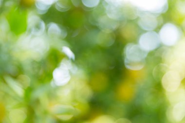 İş konsepti, turunçgil bahçesinin etrafında döner. Portakal ağacı büyür, canlı organik yapraklar sersemletici bir arka plan yaratır. Gelişen olgun dallardan oluşan yeşil bulanık bir bahçe.