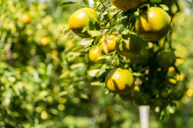 İş dünyasının doğası narenciye bahçesinin etrafında dönüyor. Portakal ağacı büyüyor, canlı, organik yapraklar sersemletici bir zemin oluşturuyor, dallarla dolu gelişen yeşil bir bahçe.