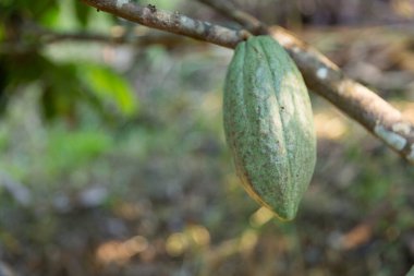 Konsept hasadı olan kakao ağacı tarım ürünleri meyve ağacı çiftliği yeşil, sarı, turuncu, kahverengi, kırmızı kakao kabuğu ağaçta asılı olgun, yemyeşil, zemin çiftçisi Kakao 'dan insan çikolatasına
