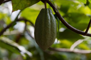 Konsept hasadı olan kakao ağacı tarım ürünleri meyve ağacı çiftliği yeşil, sarı, turuncu, kahverengi, kırmızı kakao kabuğu ağaçta asılı olgun, yemyeşil, zemin çiftçisi Kakao 'dan insan çikolatasına