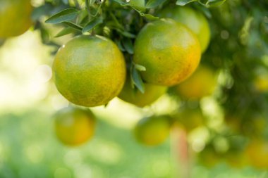 İş dünyasının doğası narenciye bahçesinin etrafında dönüyor. Portakal ağacı büyüyor, canlı, organik yapraklar sersemletici bir zemin oluşturuyor, dallarla dolu gelişen yeşil bir bahçe.