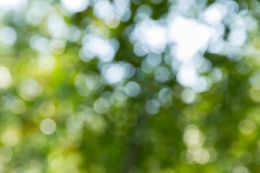 İş konsepti, turunçgil bahçesinin etrafında döner. Portakal ağacı büyür, canlı organik yapraklar sersemletici bir arka plan yaratır. Gelişen olgun dallardan oluşan yeşil bulanık bir bahçe.