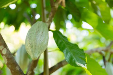 Konsept hasadı olan kakao ağacı tarım ürünleri meyve ağacı çiftliği yeşil, sarı, turuncu, kahverengi, kırmızı kakao kabuğu ağaçta asılı olgun, yemyeşil, zemin çiftçisi Kakao 'dan insan çikolatasına