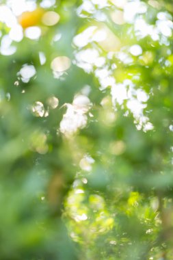 İş konsepti, turunçgil bahçesinin etrafında döner. Portakal ağacı büyür, canlı organik yapraklar sersemletici bir arka plan yaratır. Gelişen olgun dallardan oluşan yeşil bulanık bir bahçe.