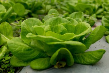 Akıllı tarım teknikleri hidroponik salata sebze kırmızı meşe yeşili marul taze sürdürülebilir üretim sürdürülebilir tarım sürdürülebilir yerel halkın sağlıklı beslenme desteğini teşvik eder..