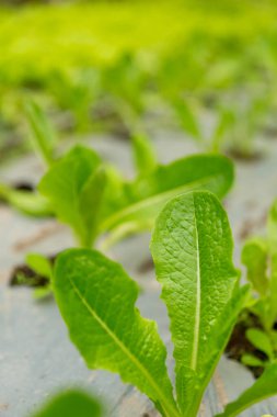 Akıllı tarım teknikleri hidroponik salata sebze kırmızı meşe yeşili marul taze sürdürülebilir üretim sürdürülebilir tarım sürdürülebilir yerel halkın sağlıklı beslenme desteğini teşvik eder..