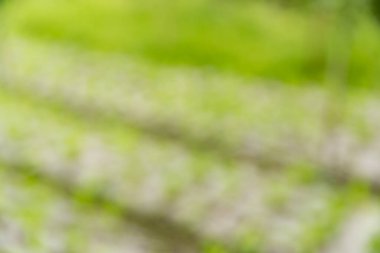 Akıllı tarım teknikleri hidroponik salata sebze kırmızı meşe yeşili marul taze sürdürülebilir üretim sürdürülebilir tarım sürdürülebilir yerel halkın sağlıklı beslenme desteğini teşvik eder..