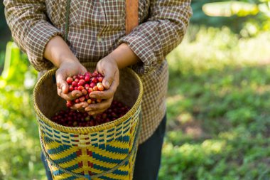Yakın el hasadı kırmızı kahve tohumu robusta arabica üzümü, kahve çiftliği hasadı. Eller kahve hasadı yapar. Kırmızı böğürtlen eker. Yeşil eko organik çiftlikte taze tohum ağacı yetişir.
