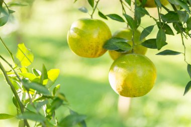 İş dünyasının doğası narenciye bahçesinin etrafında dönüyor. Portakal ağacı büyüyor, canlı, organik yapraklar sersemletici bir zemin oluşturuyor, dallarla dolu gelişen yeşil bir bahçe.