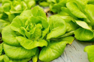 Akıllı tarım teknikleri hidroponik salata sebze kırmızı meşe yeşili marul taze sürdürülebilir üretim sürdürülebilir tarım sürdürülebilir yerel halkın sağlıklı beslenme desteğini teşvik eder..