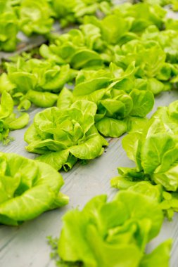 Akıllı tarım teknikleri hidroponik salata sebze kırmızı meşe yeşili marul taze sürdürülebilir üretim sürdürülebilir tarım sürdürülebilir yerel halkın sağlıklı beslenme desteğini teşvik eder..