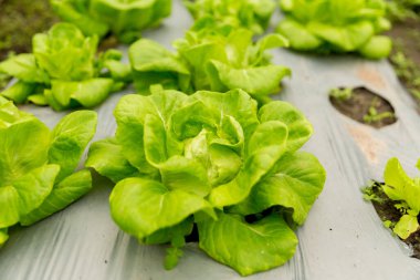 Akıllı tarım teknikleri hidroponik salata sebze kırmızı meşe yeşili marul taze sürdürülebilir üretim sürdürülebilir tarım sürdürülebilir yerel halkın sağlıklı beslenme desteğini teşvik eder..