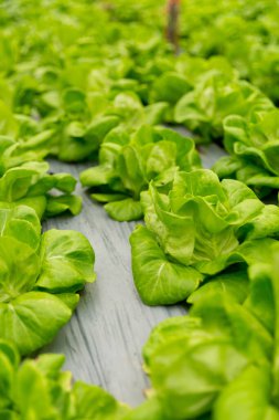 Akıllı tarım teknikleri hidroponik salata sebze kırmızı meşe yeşili marul taze sürdürülebilir üretim sürdürülebilir tarım sürdürülebilir yerel halkın sağlıklı beslenme desteğini teşvik eder..