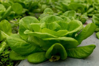 Akıllı tarım teknikleri hidroponik salata sebze kırmızı meşe yeşili marul taze sürdürülebilir üretim sürdürülebilir tarım sürdürülebilir yerel halkın sağlıklı beslenme desteğini teşvik eder..