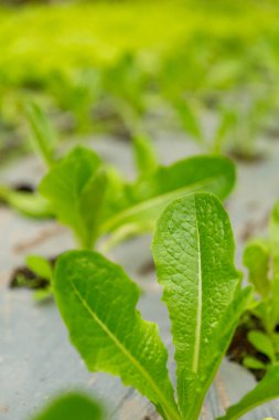 Akıllı tarım teknikleri hidroponik salata sebze kırmızı meşe yeşili marul taze sürdürülebilir üretim sürdürülebilir tarım sürdürülebilir yerel halkın sağlıklı beslenme desteğini teşvik eder..
