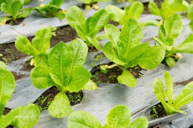 Akıllı tarım teknikleri hidroponik salata sebze kırmızı meşe yeşili marul taze sürdürülebilir üretim sürdürülebilir tarım sürdürülebilir yerel halkın sağlıklı beslenme desteğini teşvik eder..