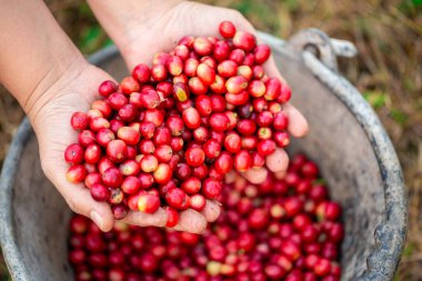 Yakın el hasadı kırmızı kahve tohumu robusta arabica üzümü, kahve çiftliği hasadı. Eller kahve hasadı yapar. Kırmızı böğürtlen eker. Yeşil eko organik çiftlikte taze tohum ağacı yetişir.