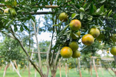 İş dünyasının doğası narenciye bahçesinin etrafında dönüyor. Portakal ağacı büyüyor, canlı, organik yapraklar sersemletici bir zemin oluşturuyor, dallarla dolu gelişen yeşil bir bahçe.
