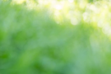 İş konsepti, turunçgil bahçesinin etrafında döner. Portakal ağacı büyür, canlı organik yapraklar sersemletici bir arka plan yaratır. Gelişen olgun dallardan oluşan yeşil bulanık bir bahçe.