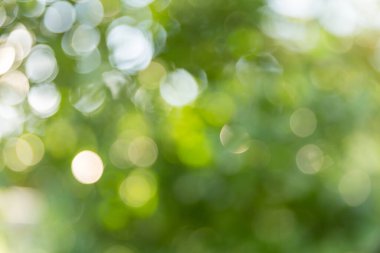 Akıllı tarım teknikleri hidroponik salata sebze kırmızı meşe yeşili marul taze sürdürülebilir üretim sürdürülebilir tarım sürdürülebilir yerel halkın sağlıklı beslenme desteğini teşvik eder..