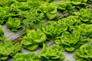 Akıllı tarım teknikleri hidroponik salata sebze kırmızı meşe yeşili marul taze sürdürülebilir üretim sürdürülebilir tarım sürdürülebilir yerel halkın sağlıklı beslenme desteğini teşvik eder..