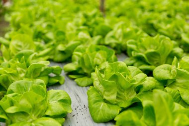 Akıllı tarım teknikleri hidroponik salata sebze kırmızı meşe yeşili marul taze sürdürülebilir üretim sürdürülebilir tarım sürdürülebilir yerel halkın sağlıklı beslenme desteğini teşvik eder..