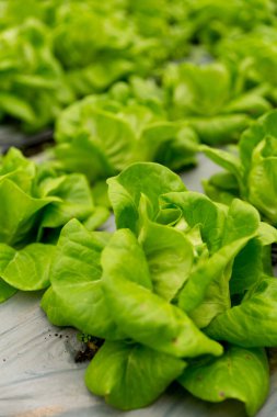 Akıllı tarım teknikleri hidroponik salata sebze kırmızı meşe yeşili marul taze sürdürülebilir üretim sürdürülebilir tarım sürdürülebilir yerel halkın sağlıklı beslenme desteğini teşvik eder..