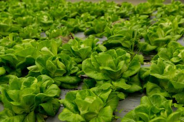 Akıllı tarım teknikleri hidroponik salata sebze kırmızı meşe yeşili marul taze sürdürülebilir üretim sürdürülebilir tarım sürdürülebilir yerel halkın sağlıklı beslenme desteğini teşvik eder..