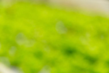 Akıllı tarım teknikleri hidroponik salata sebze kırmızı meşe yeşili marul taze sürdürülebilir üretim sürdürülebilir tarım sürdürülebilir yerel halkın sağlıklı beslenme desteğini teşvik eder..