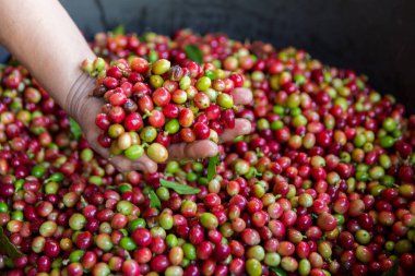 Yakın el hasadı kırmızı kahve tohumu robusta arabica üzümü, kahve çiftliği hasadı. Eller kahve hasadı yapar. Kırmızı böğürtlen eker. Yeşil eko organik çiftlikte taze tohum ağacı yetişir.