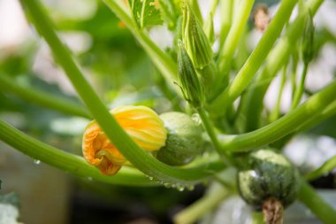 Smart farming techniques hydroponic salad vegetables pumpkin flower yellow green ensuring fresh sustainable produce agriculture promotes healthy eating support farmer living local community non gmo clipart