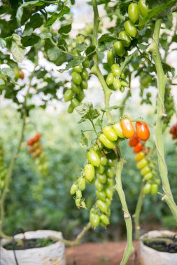 Akıllı tarım teknikleri hidroponik salata teknolojisi domates kırmızısı yeşil taze sürdürülebilir tarım sağlama sağlıklı beslenme desteği yerel çiftçiler gmo olmayan