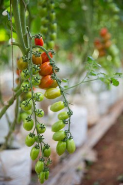 Akıllı tarım teknikleri hidroponik salata teknolojisi domates kırmızısı yeşil taze sürdürülebilir tarım sağlama sağlıklı beslenme desteği yerel çiftçiler gmo olmayan