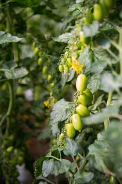 Akıllı tarım teknikleri hidroponik salata teknolojisi domates kırmızısı yeşil taze sürdürülebilir tarım sağlama sağlıklı beslenme desteği yerel çiftçiler gmo olmayan