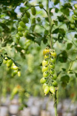 Akıllı tarım teknikleri hidroponik salata teknolojisi domates kırmızısı yeşil taze sürdürülebilir tarım sağlama sağlıklı beslenme desteği yerel çiftçiler gmo olmayan
