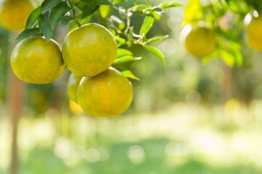 İş dünyasının doğası narenciye bahçesinin etrafında dönüyor. Portakal ağacı büyüyor, canlı, organik yapraklar sersemletici bir zemin oluşturuyor, dallarla dolu gelişen yeşil bir bahçe.