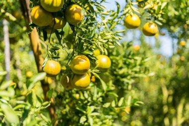 İş dünyasının doğası narenciye bahçesinin etrafında dönüyor. Portakal ağacı büyüyor, canlı, organik yapraklar sersemletici bir zemin oluşturuyor, dallarla dolu gelişen yeşil bir bahçe.