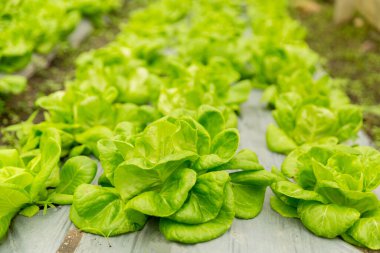 Akıllı tarım teknikleri hidroponik salata sebze kırmızı meşe yeşili marul taze sürdürülebilir üretim sürdürülebilir tarım sürdürülebilir yerel halkın sağlıklı beslenme desteğini teşvik eder..