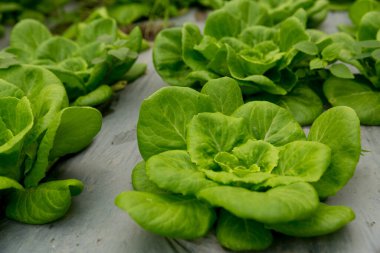 Akıllı tarım teknikleri hidroponik salata sebze kırmızı meşe yeşili marul taze sürdürülebilir üretim sürdürülebilir tarım sürdürülebilir yerel halkın sağlıklı beslenme desteğini teşvik eder..